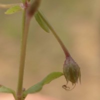 Lindernia srilankana L.H.Cramer & Philcox